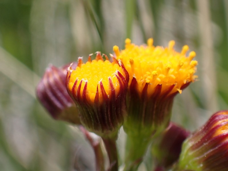 Weak Groundsel photo 3