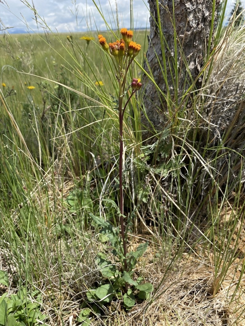 Weak Groundsel photo 4