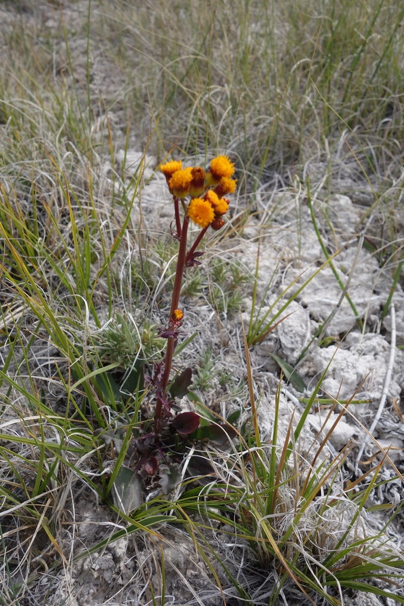 Weak Groundsel photo 5