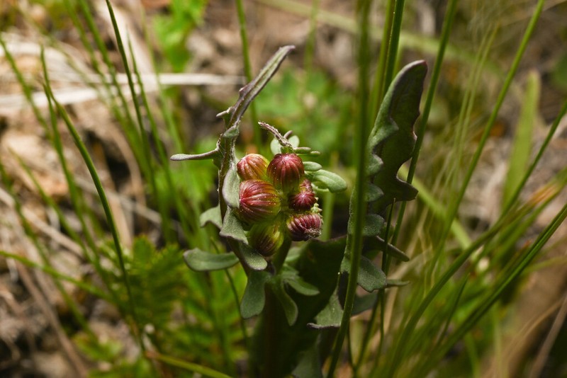 Weak Groundsel photo 6