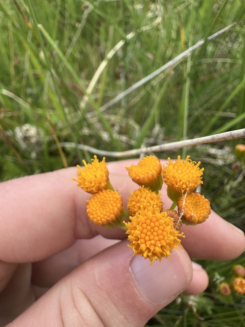 Weak Groundsel photo 7