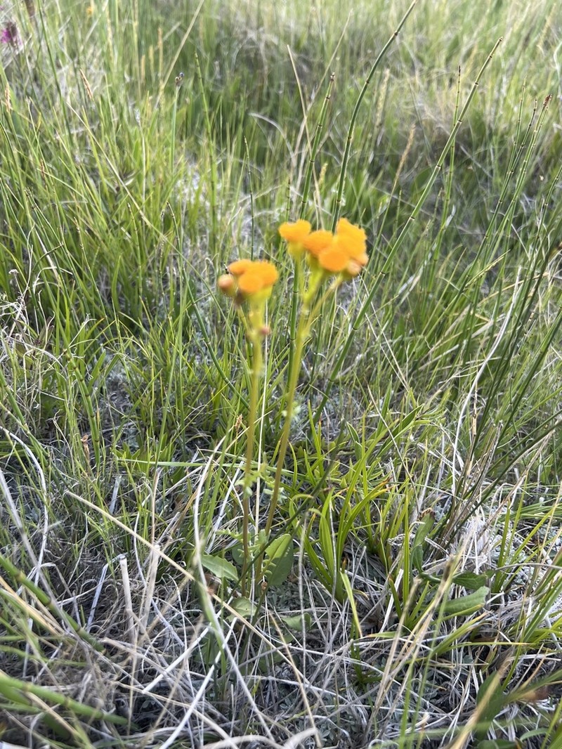 Weak Groundsel photo 8