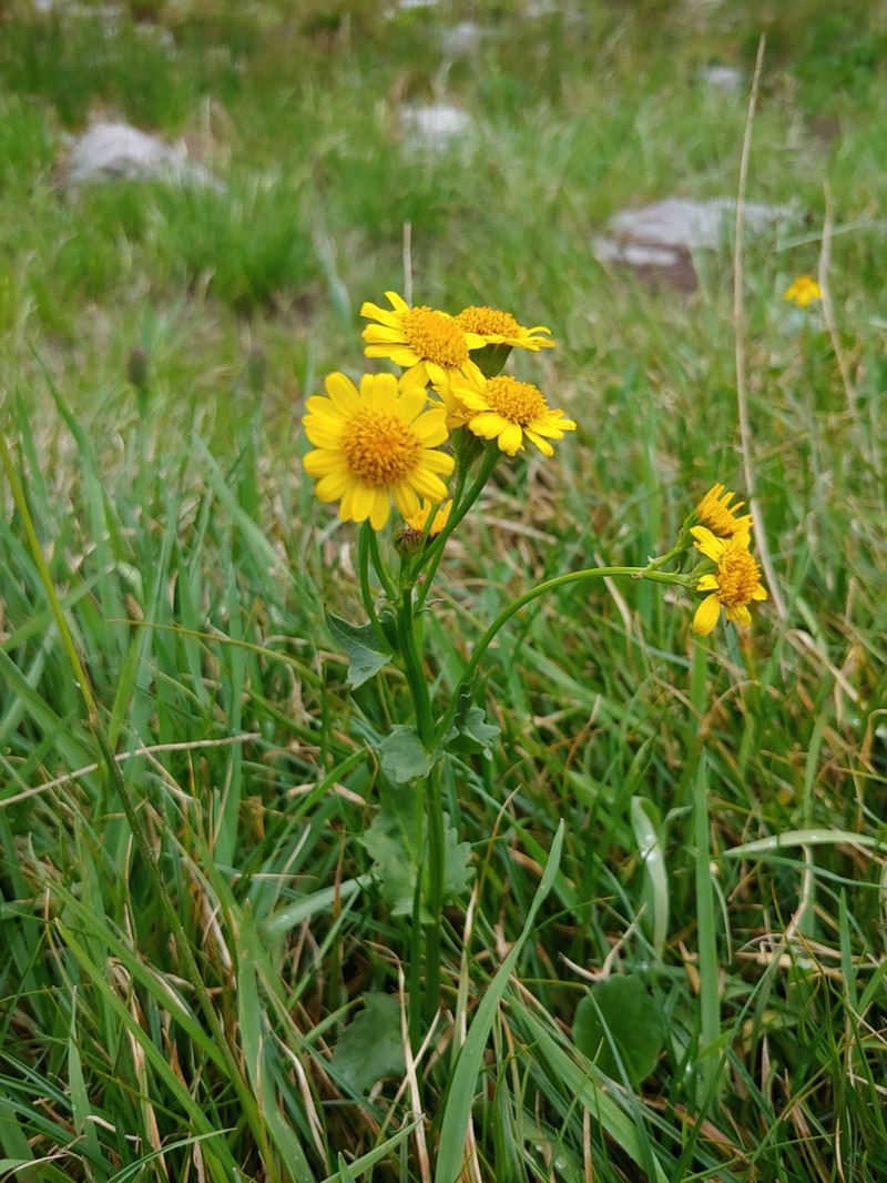 Splitleaf Groundsel photo 2