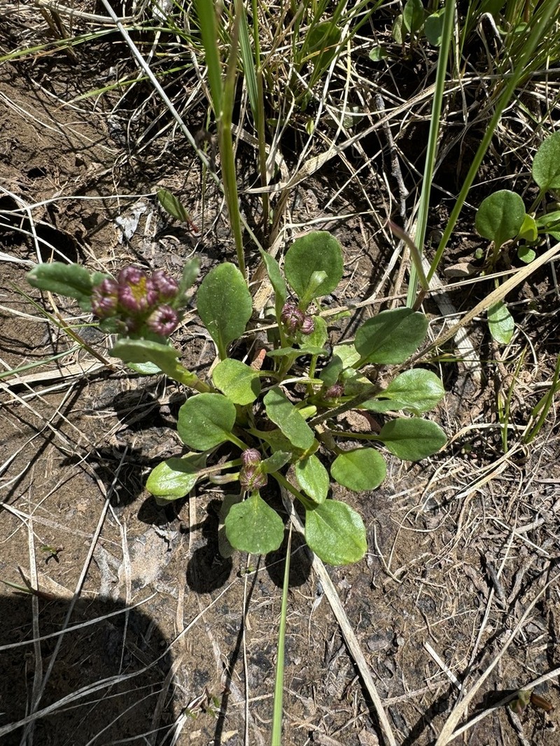 Splitleaf Groundsel photo 3
