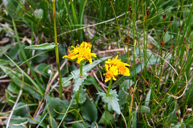 Splitleaf Groundsel photo 4