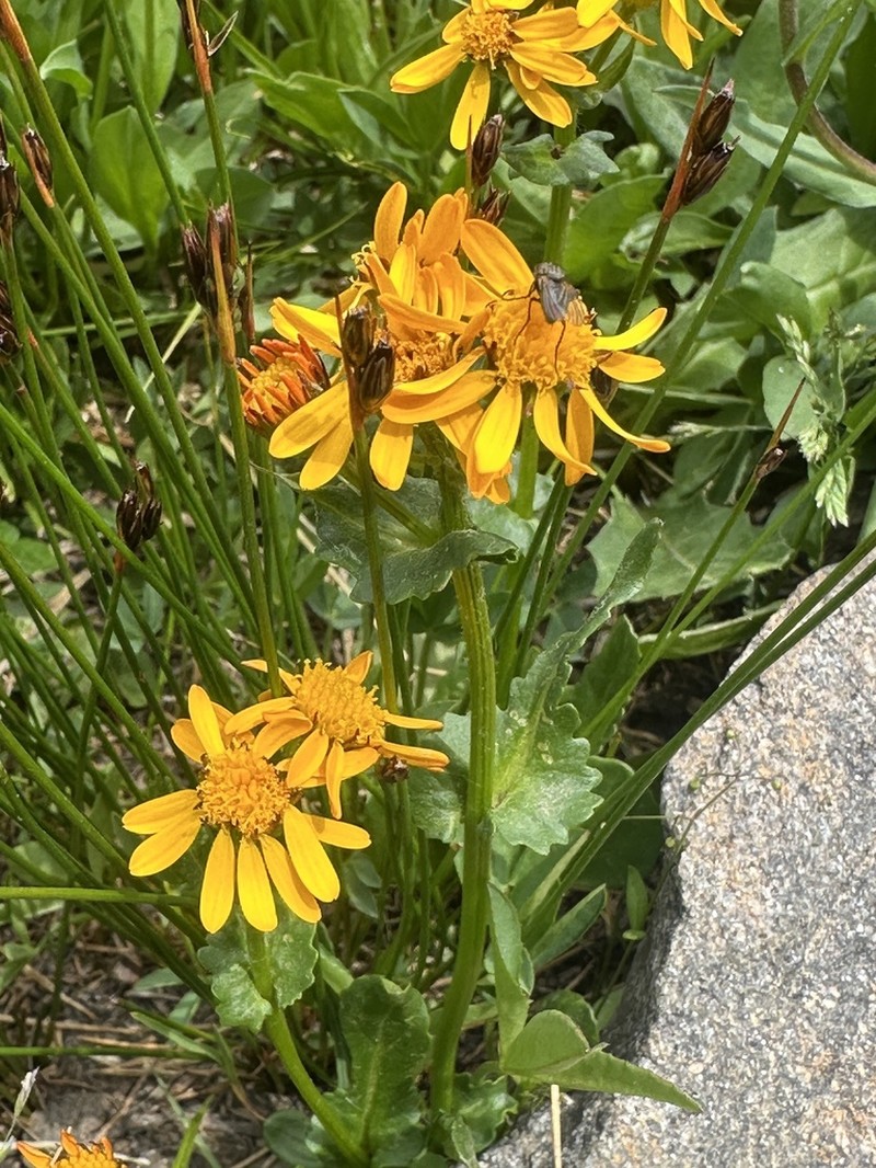 Splitleaf Groundsel photo 5