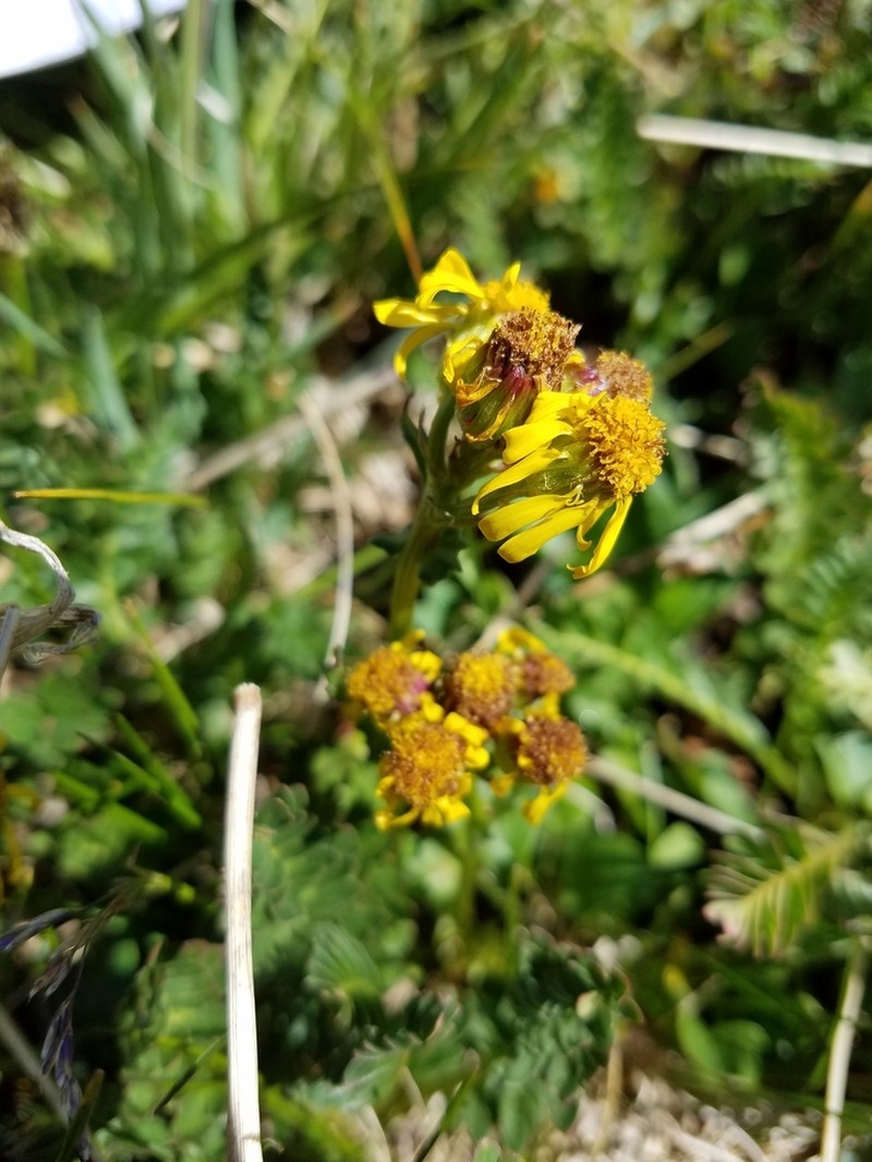 Splitleaf Groundsel photo 6