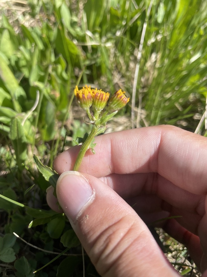 Splitleaf Groundsel photo 7