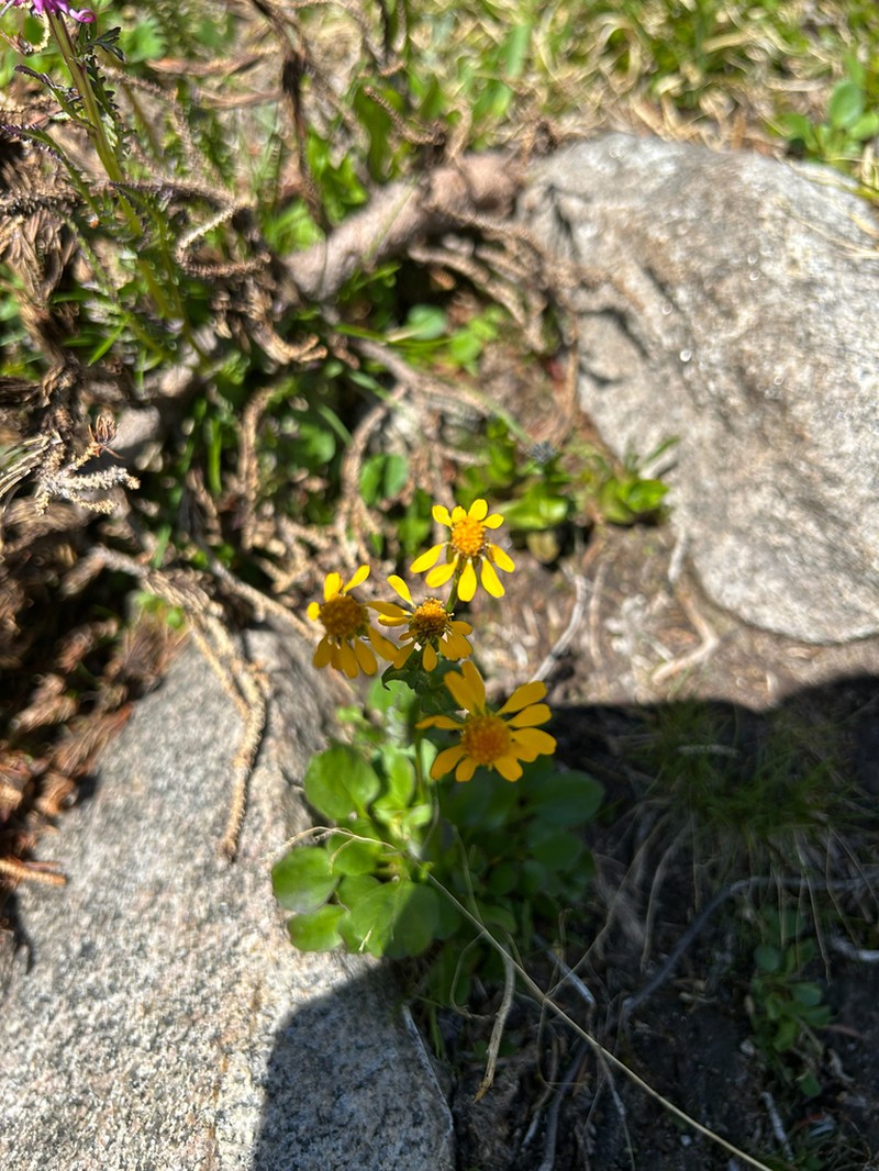 Splitleaf Groundsel photo 8