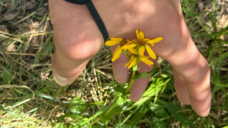 Packera dimorphophylla var. dimorphophylla