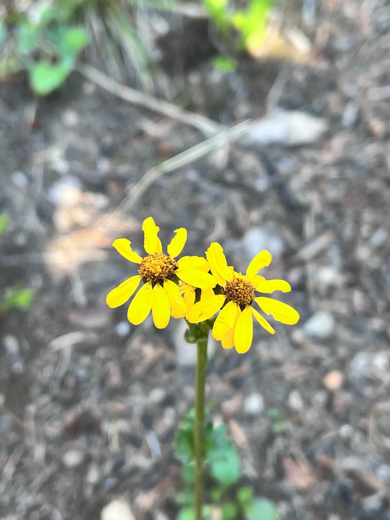 Packera dimorphophylla var. dimorphophylla photo 2