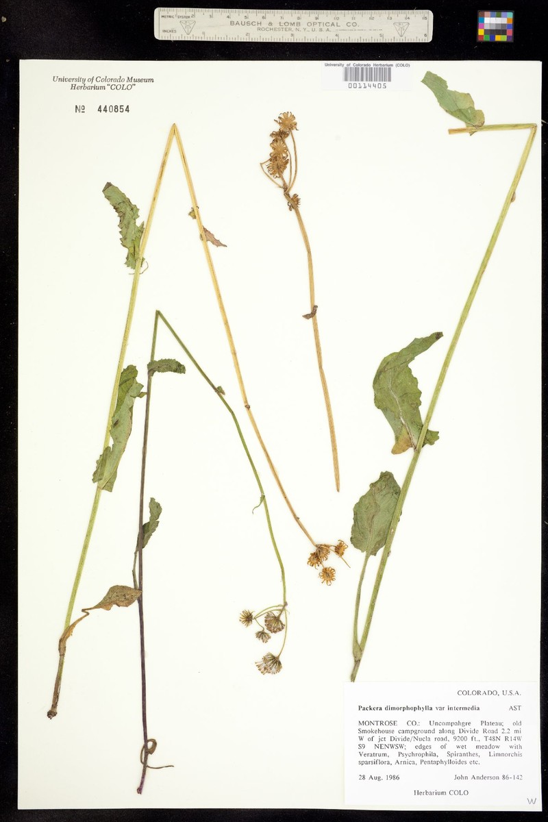 Packera dimorphophylla var. intermedia