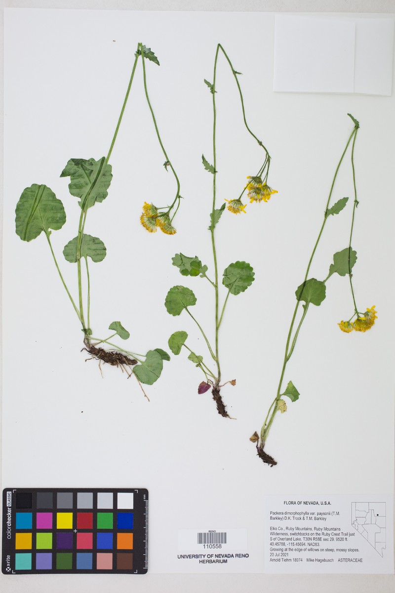Packera dimorphophylla var. paysonii