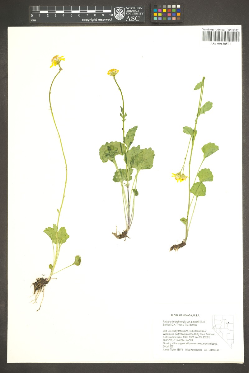 Packera dimorphophylla var. paysonii photo 2