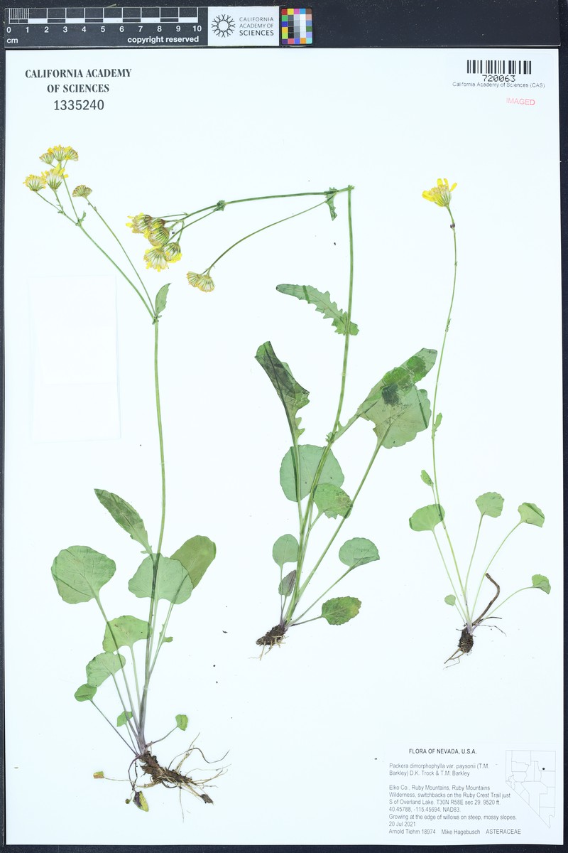 Packera dimorphophylla var. paysonii photo 3