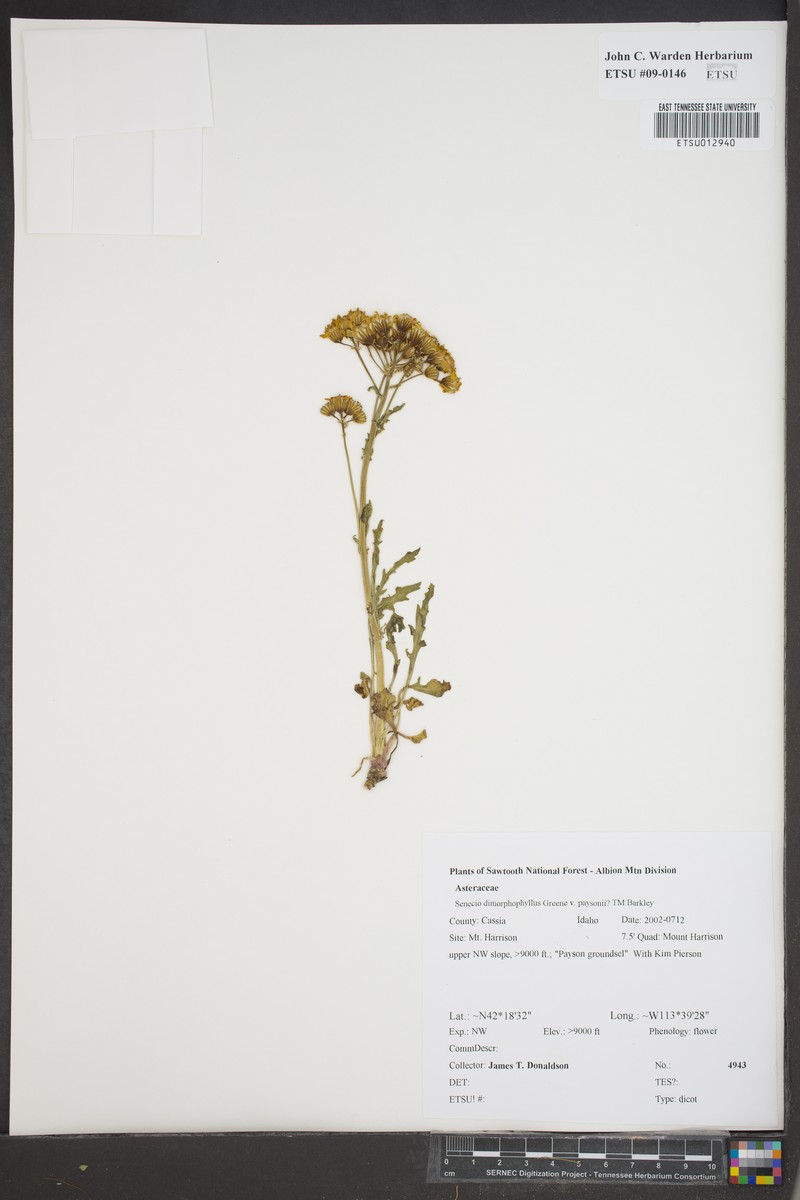 Packera dimorphophylla var. paysonii photo 4