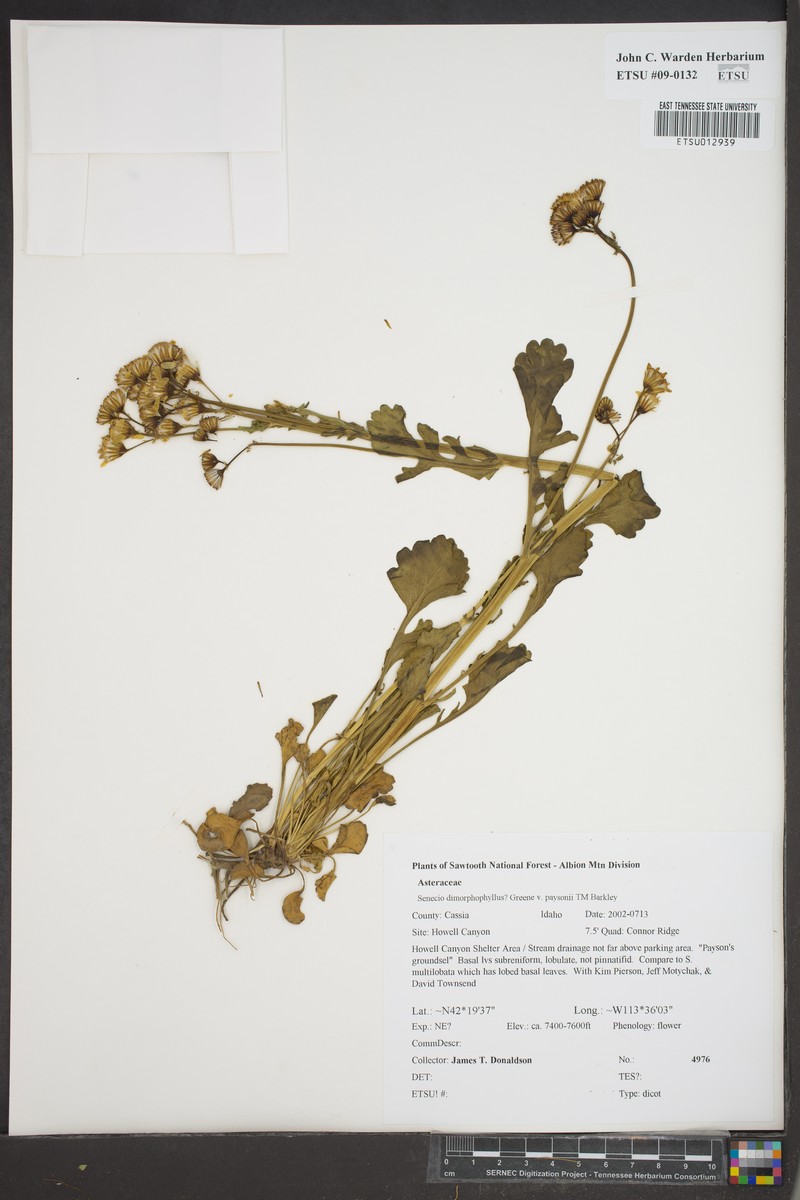Packera dimorphophylla var. paysonii photo 5