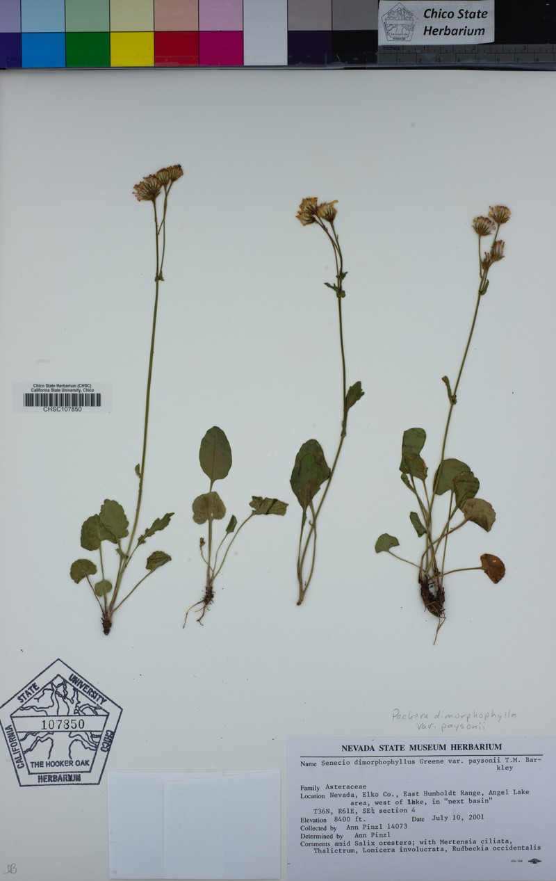 Packera dimorphophylla var. paysonii photo 6