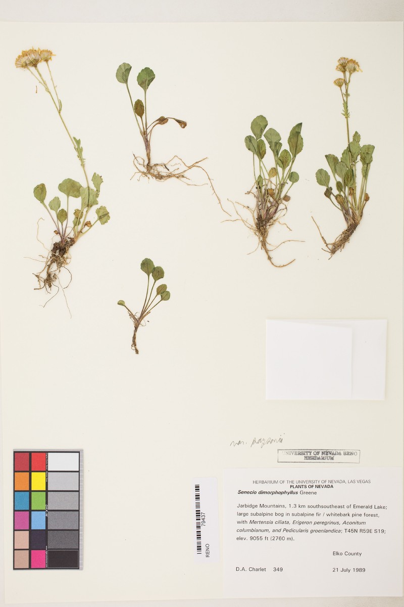 Packera dimorphophylla var. paysonii photo 7
