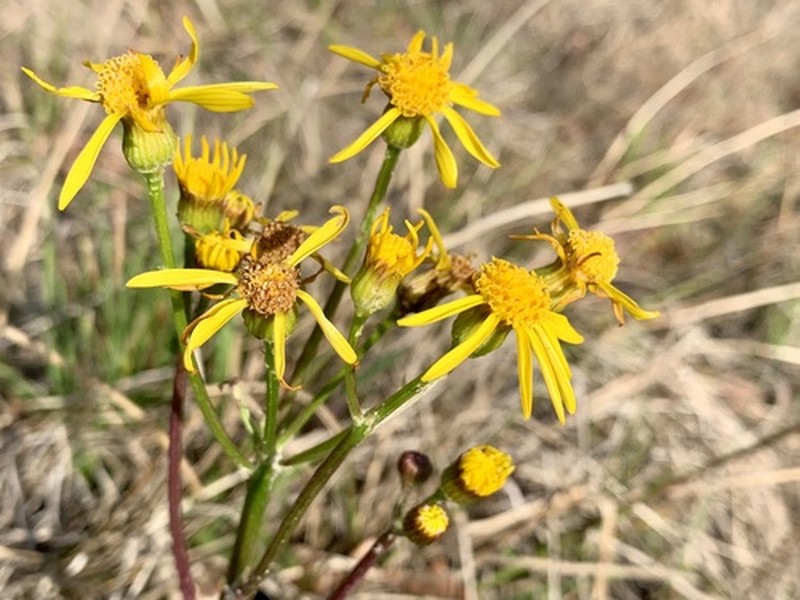 Woolly Ragwort photo 3