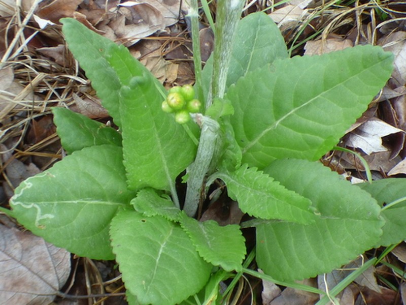 Woolly Ragwort photo 4