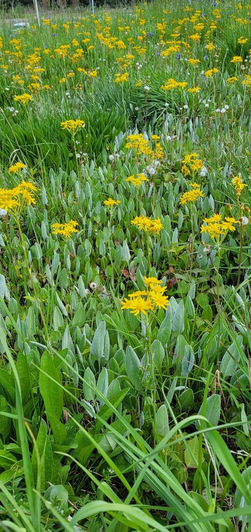 Woolly Ragwort photo 4