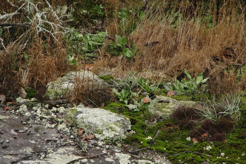 Woolly Ragwort photo 7