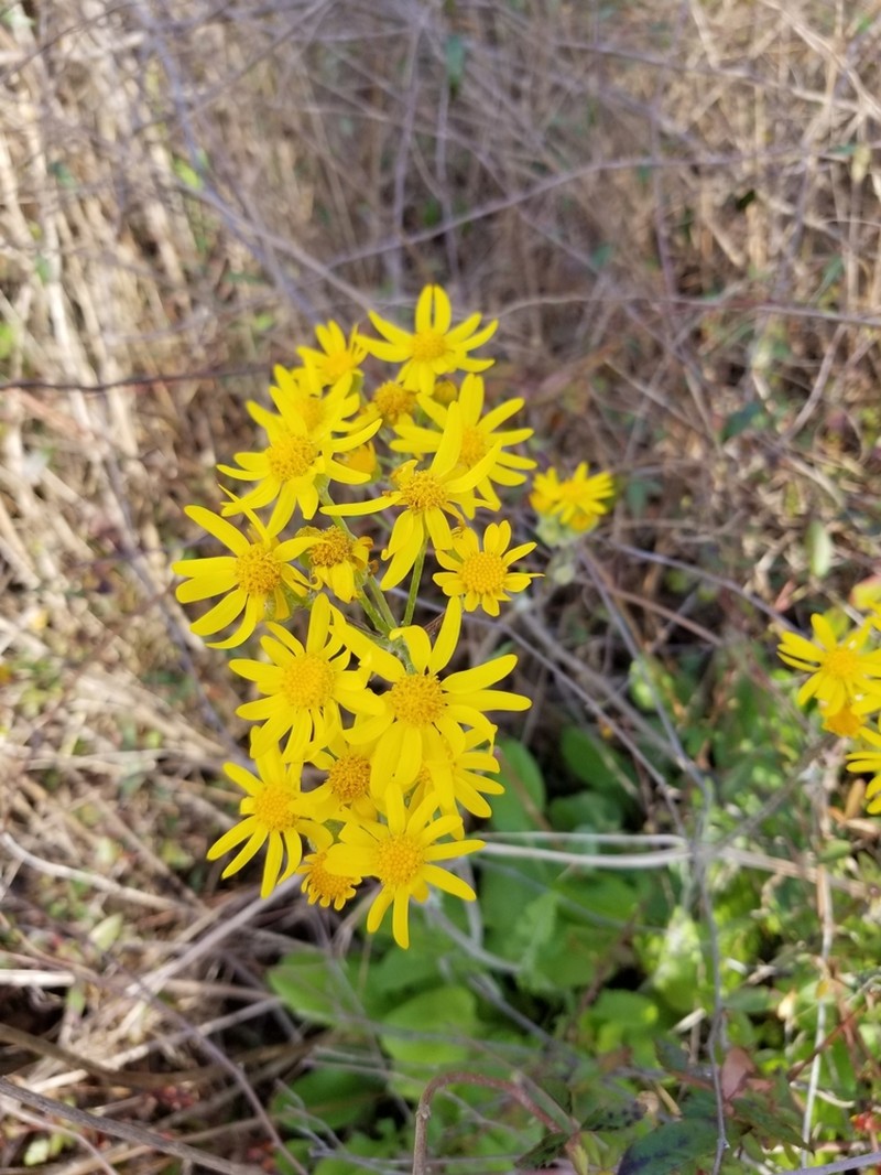 Woolly Ragwort photo 8