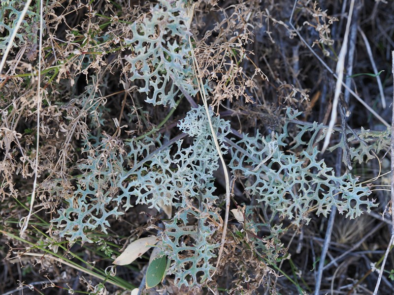 Widehead Groundsel