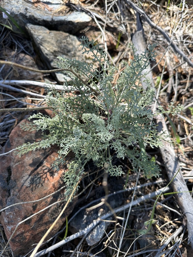 Widehead Groundsel photo 2