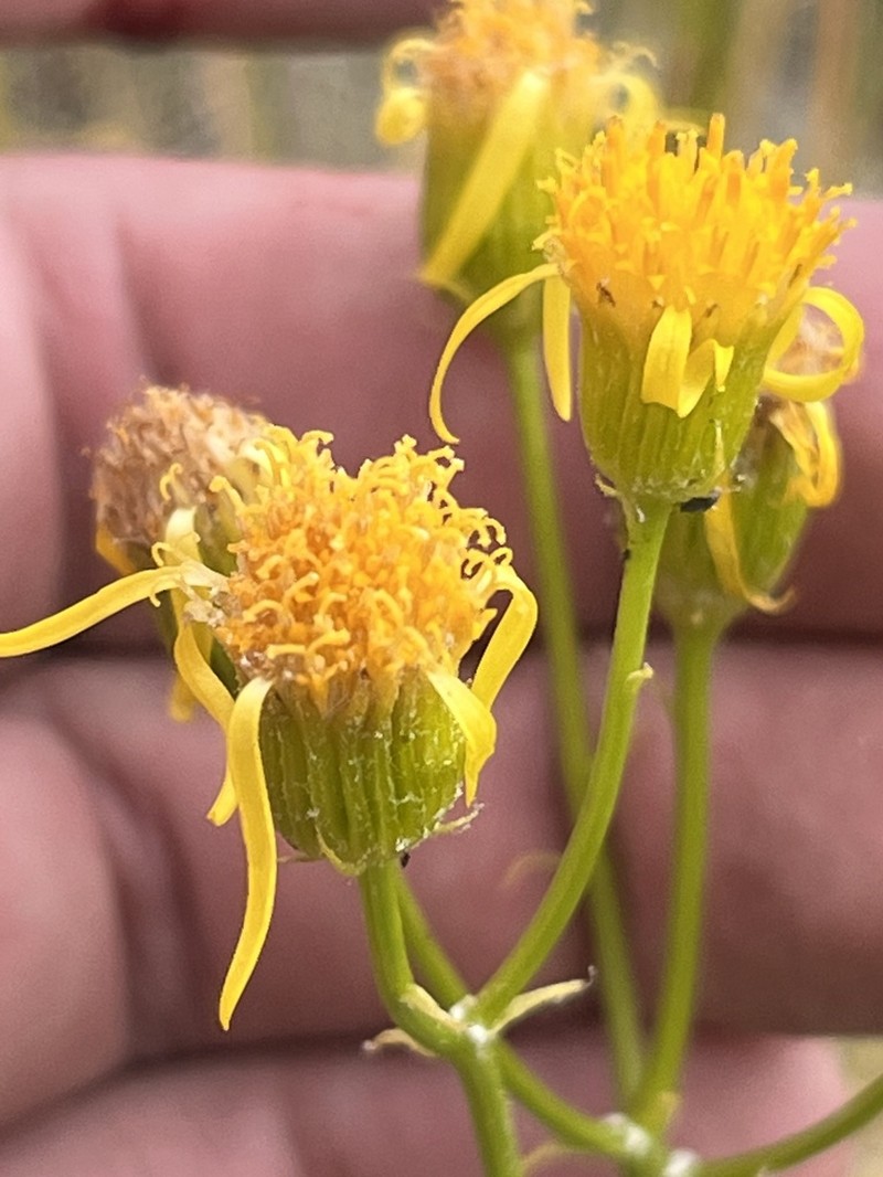 Widehead Groundsel photo 3