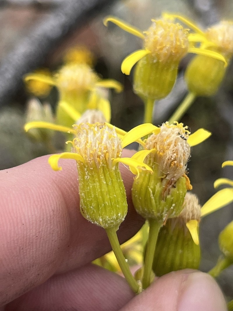 Widehead Groundsel photo 4
