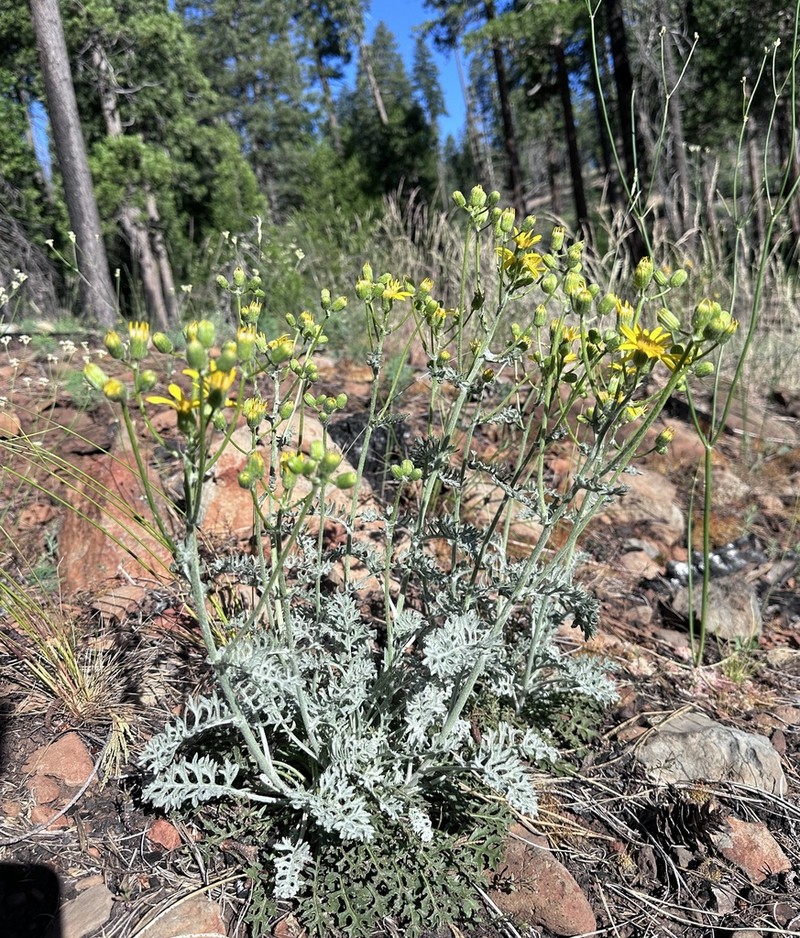 Widehead Groundsel photo 5