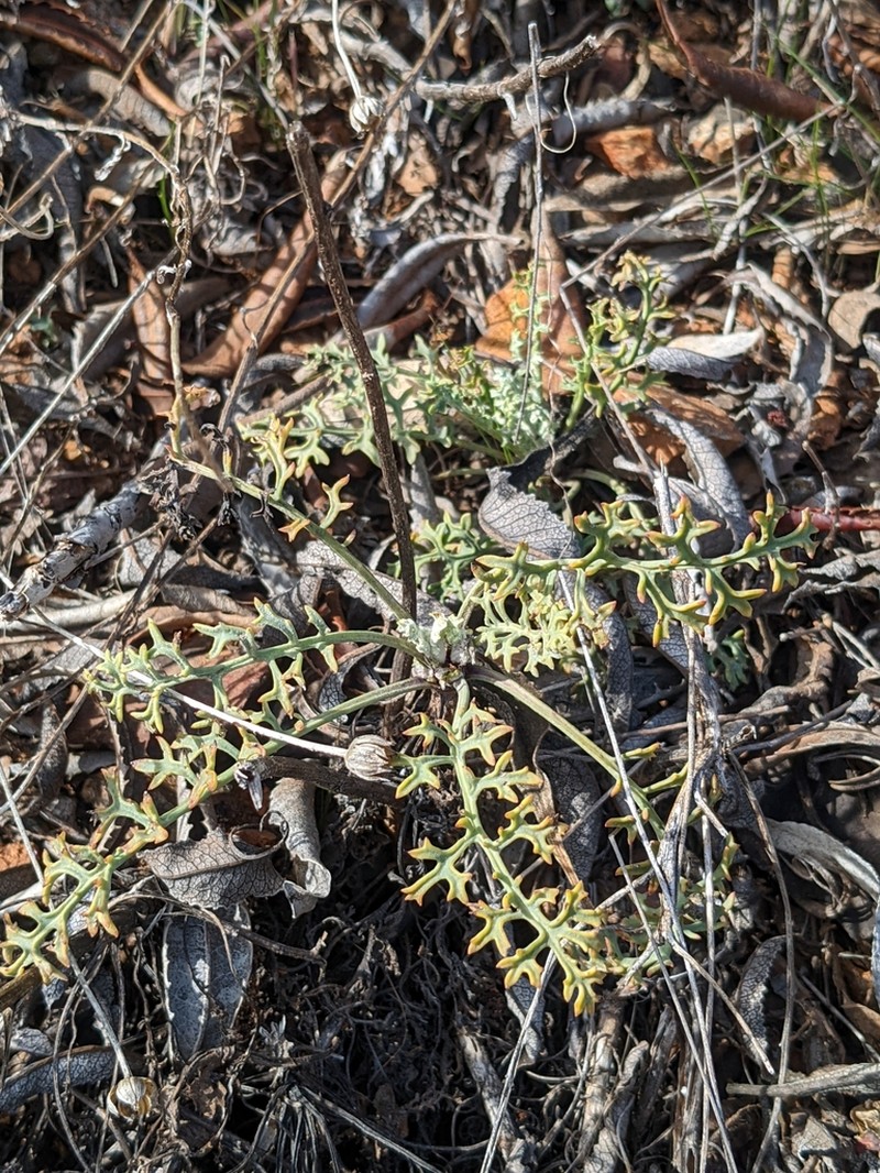 Widehead Groundsel photo 6