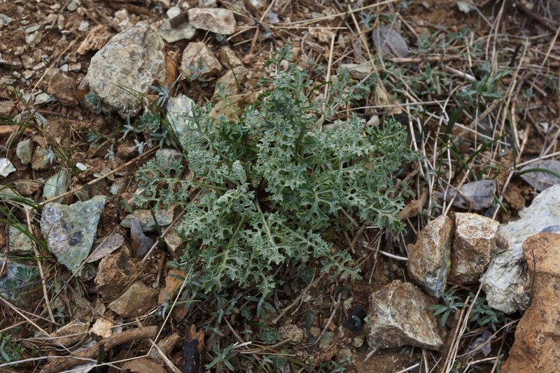 Widehead Groundsel photo 7