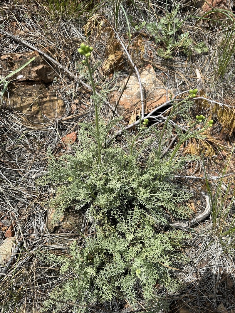 Widehead Groundsel photo 8
