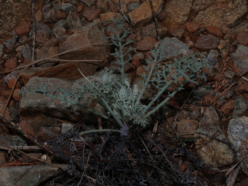 Packera eurycephala var. lewisrosei