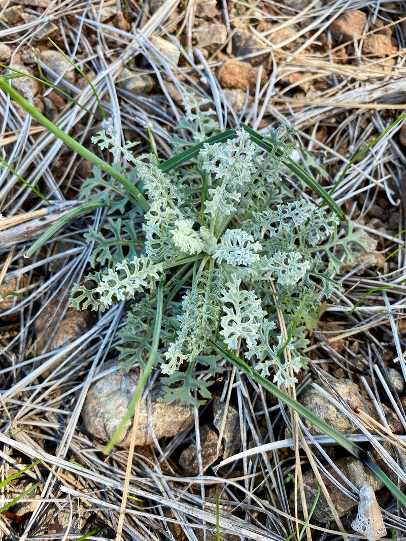 Packera eurycephala var. lewisrosei photo 2