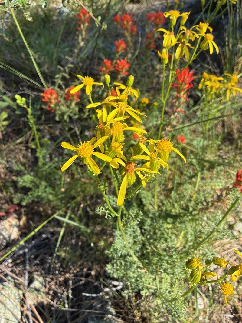 Packera eurycephala var. lewisrosei photo 4