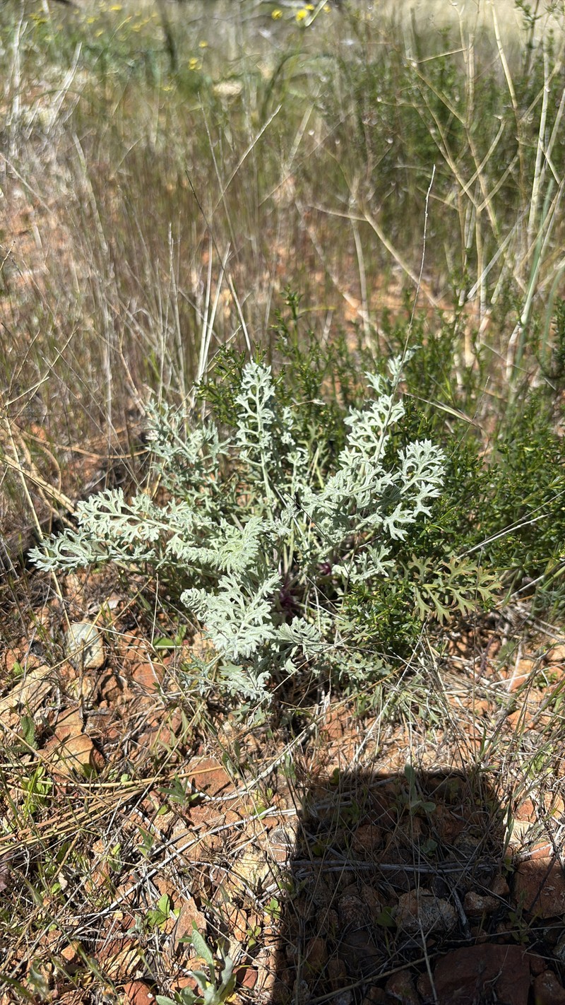 Packera eurycephala var. lewisrosei photo 6