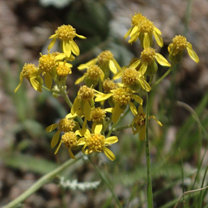 Fendler's Ragwort