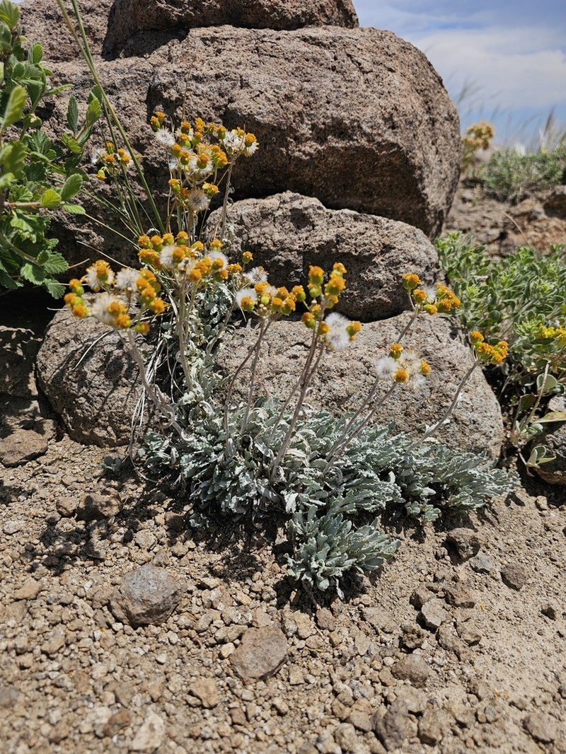 Fendler's Ragwort photo 2