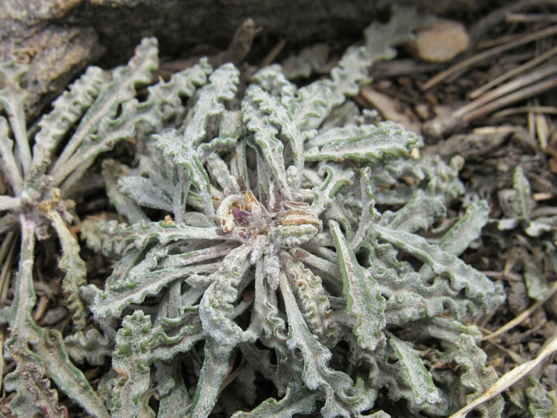 Fendler's Ragwort photo 3