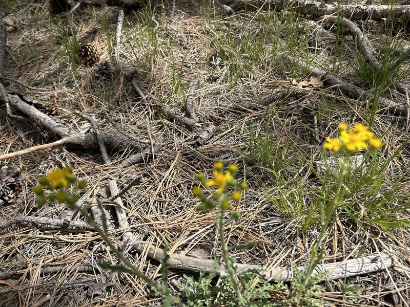 Fendler's Ragwort photo 4
