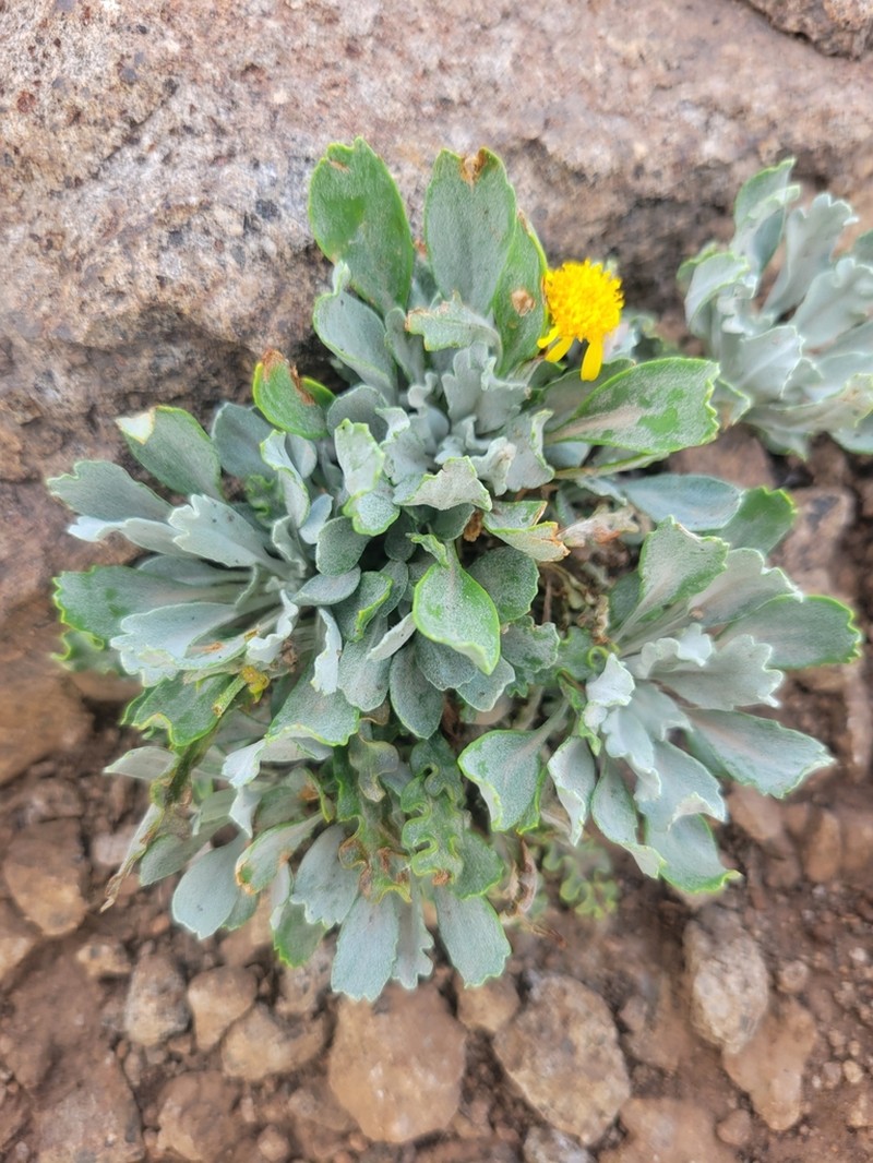 Fendler's Ragwort photo 5