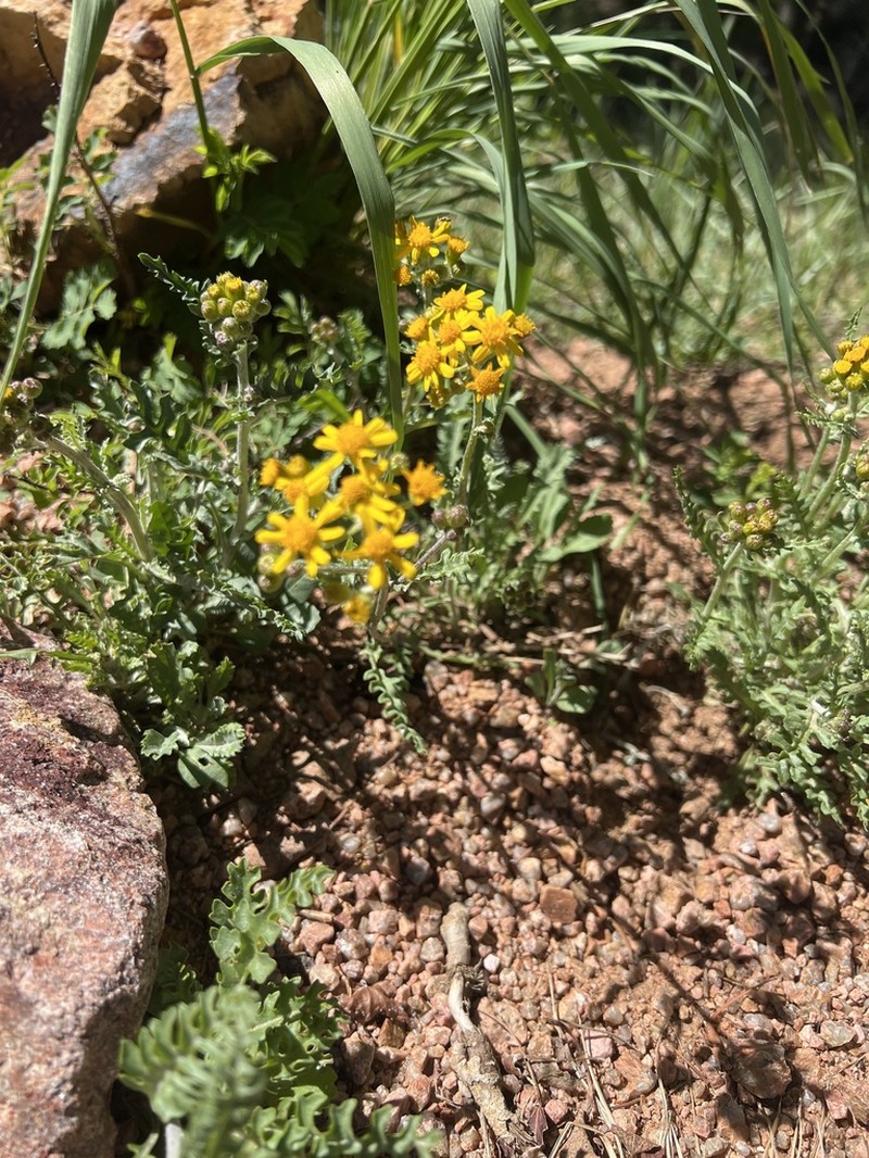 Fendler's Ragwort photo 7