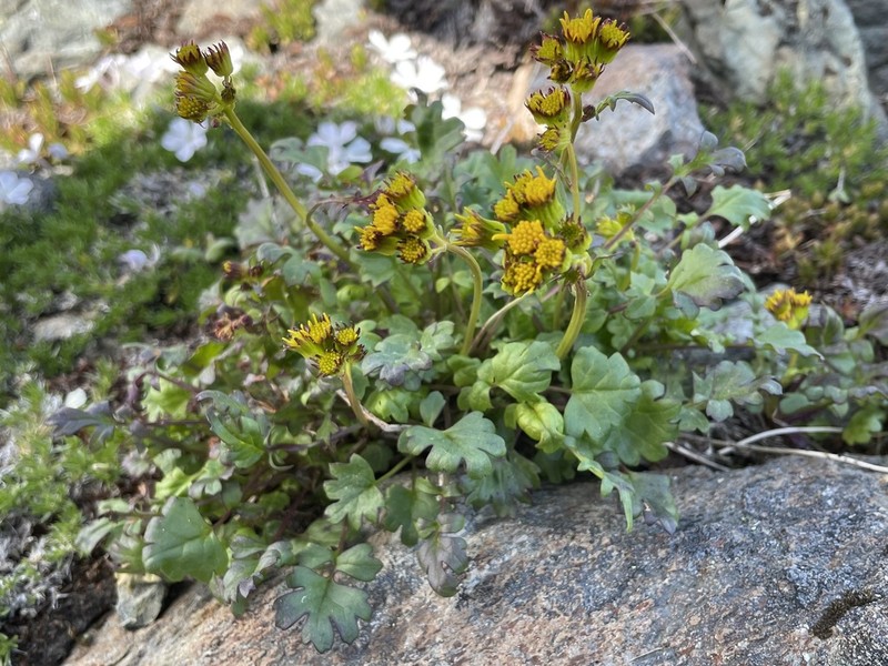 Flett's Ragwort