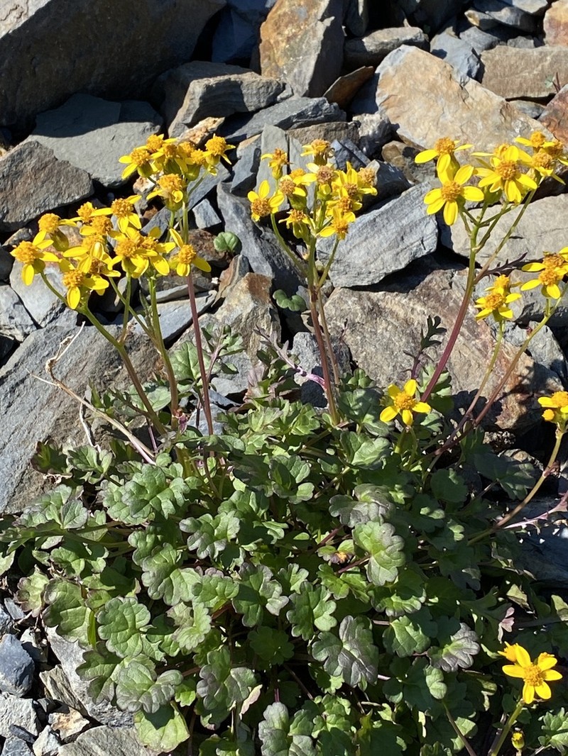 Flett's Ragwort photo 2