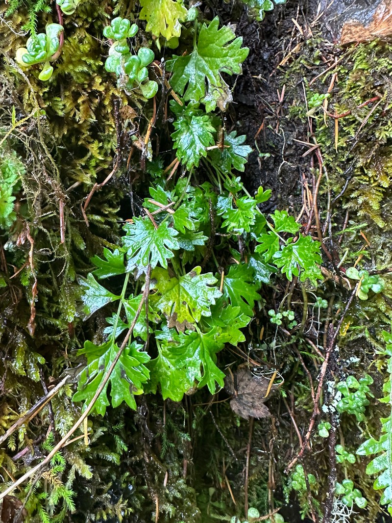 Flett's Ragwort photo 3