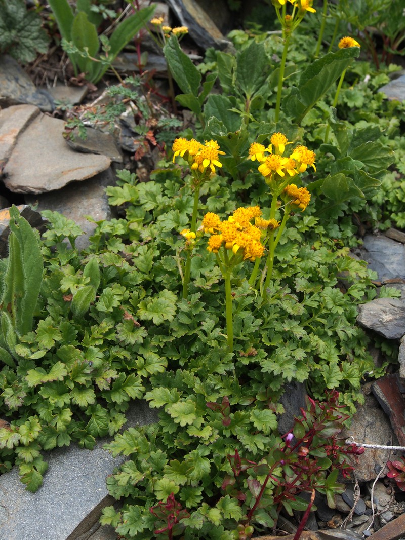 Flett's Ragwort photo 4